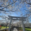 古平)明和神社の桜並木