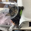 猫の潜在精巣（腹腔鏡を用いた手術法）