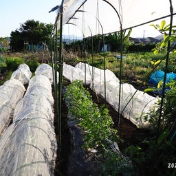 画像 トマトの屋根付けとイチゴ収穫2024.5.3 の記事より 2つ目
