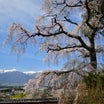 信州の櫻2024 Vol.23「栖林寺の枝垂れ」