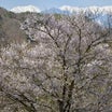 信州の櫻2024 Vol.24「桜仙峡・夢農場の櫻」