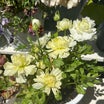 ラナンキュラス最後の開花はプードルさん　ブロ友さんのおかげで賑わう我が家のラナンキュラスたち