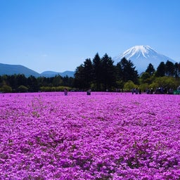 画像 【本栖】息をのむ、富士山とピンクの絶景〜富士本栖湖リゾート の記事より 4つ目