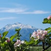 りんごの花と岩木山・・・りんご公園