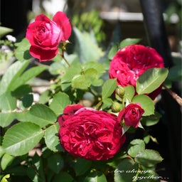画像 我が庭にも来た薔薇のシーズンと孫っちへのご奉公 の記事より 5つ目