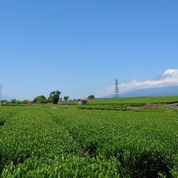 画像 【富士】広大な茶畑と富士山〜岩本山公園 の記事より 9つ目