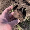 【自然農】さといも タネイモ掘り出し、植付