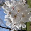 桜満開見られて幸せだった。5月3・4日の記録。