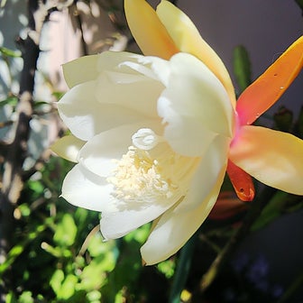 鎮魂の白い花