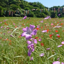 画像 【久里浜】ポピーの絶景が広がる、三浦半島最大級の花畑〜くりはま花の国 の記事より 8つ目