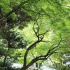 小石川後楽園の新緑の画像