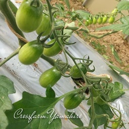 画像 ハウス栽培のミニトマト の記事より 1つ目