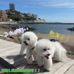 犬連れGW箱根旅行・熱海サンビーチ散歩/芦ノ湖ランチ/白い鳥居の白龍神社