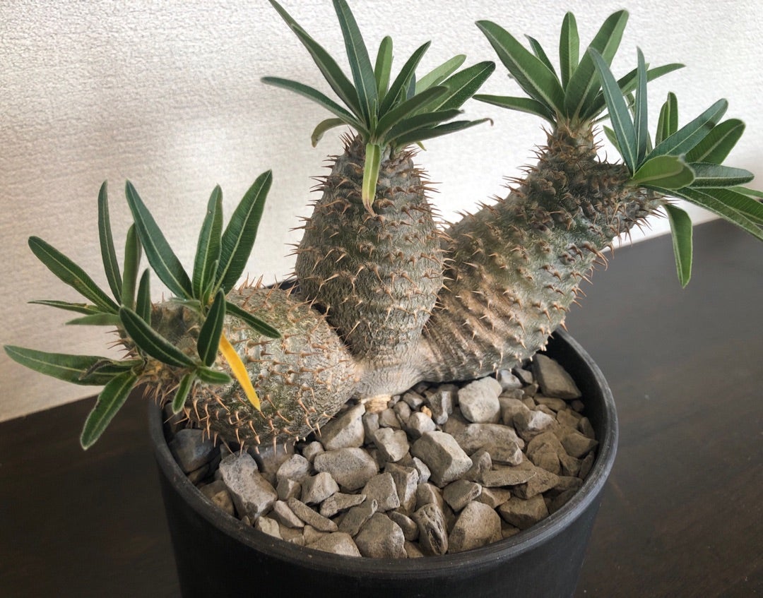 パキポディウム植え替え 2024 | サボタニ栽培記 パキポディウム植え替え 2024 | サボタニ栽培記