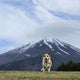富士山麓の森にある小さなホテル　モンターニャ　おでんくんの看板犬への道