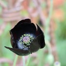大人色の黒い花が好き過ぎて…の記事より
