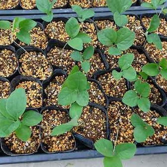 ベニバナヤマシャクヤク、サクラソウの実生苗植え替え　2024.05.06