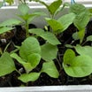 ナスとパプリカは放任栽培です、苗を植えました