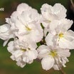 桜のいろいろ(^^♪楽しみ尽きぬ弘前公園