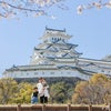 桜フォト in 姫路城の画像