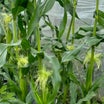 春トウモロコシの促成栽培、雌穂が膨らんできた、ハクビシン対策でネット張り