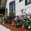 スパニッシュ・ビューティーのアーチの向こうの薔薇花壇　ミニの白薔薇スイートグラース・フォーエバー