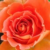 BLOOM（ブルーム）：オレンジ色の薔薇　〜香川県高松市　亀水中央公園にて〜