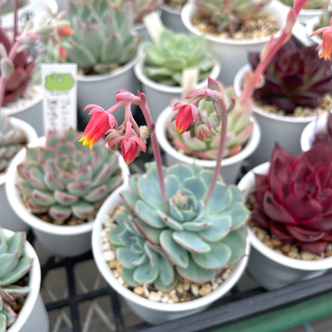 終わらない今年の交配と、永遠の枯葉取り | コキリノSucculents Life 終わらない今年の交配と、永遠の枯葉取り | コキリノSucculents Life