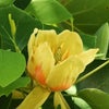 ユリノキの花の画像