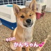 今日のかんちゃん　柴犬専門店　柴屋　山口