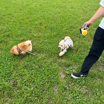 ジム行って、犬と遊ぶ日