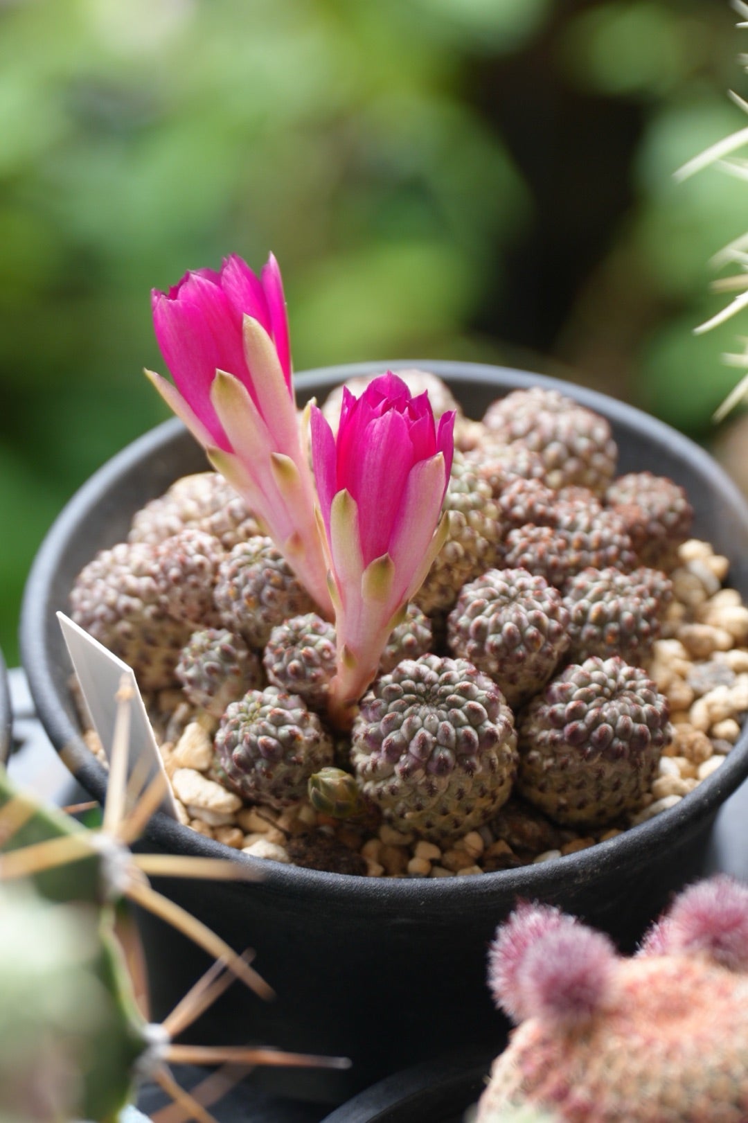 サボテンの花*ラウシーとアルビフローラ | grow plants サボテンの花*ラウシーとアルビフローラ | grow plants