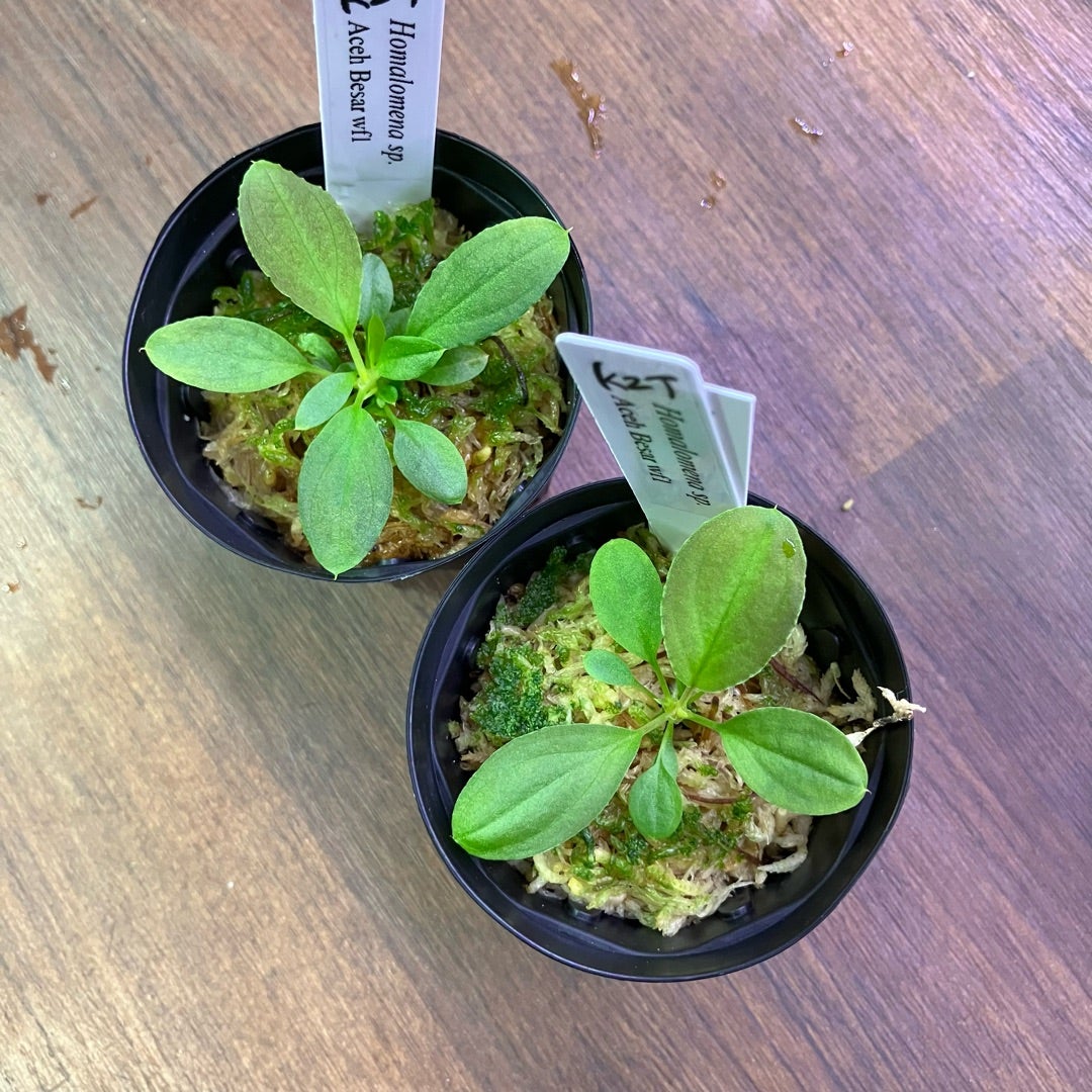 アグラオネマ在庫状況ご紹介!】ミニ観葉たっぷり入荷 アグラオネマ在庫状況ご紹介!】ミニ観葉たっぷり入荷