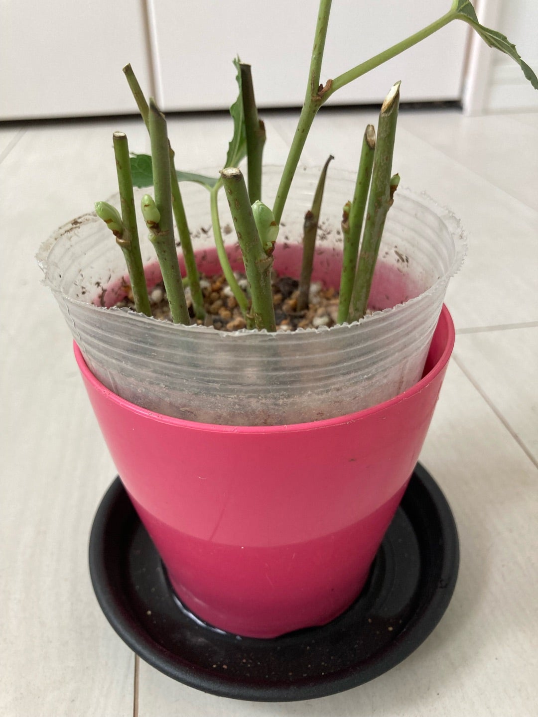 マルベリー(ホワイトベリー)】⑦挿し木から芽が出てきた | 偉大 マルベリー(ホワイトベリー)】⑦挿し木から芽が出てきた | 偉大