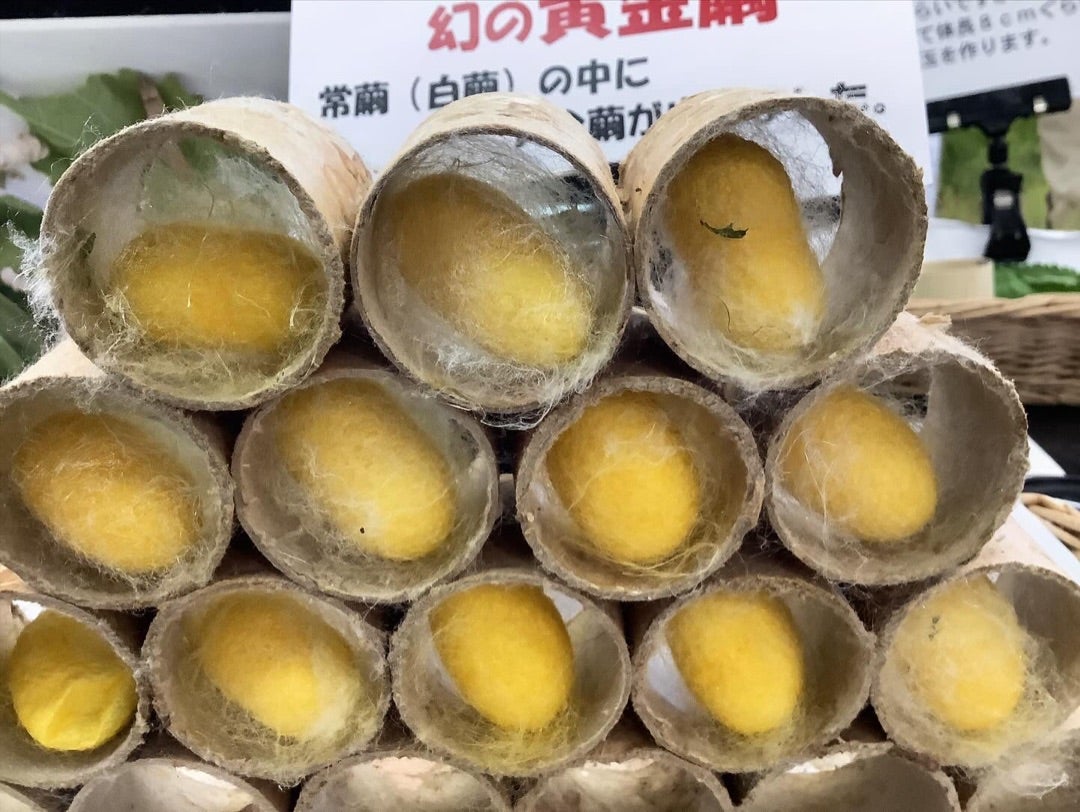 幻の黄金繭が誕生しました。 | 塩沢つむぎ記念館のブログ 幻の黄金繭が誕生しました。 | 塩沢つむぎ記念館のブログ
