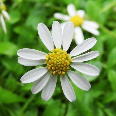 マルバヒナヒメギクの花 | kulif 化石 富貴蘭 石斛 寒葵 食虫 マルバヒナヒメギクの花 | kulif 化石 富貴蘭 石斛 寒葵 食虫