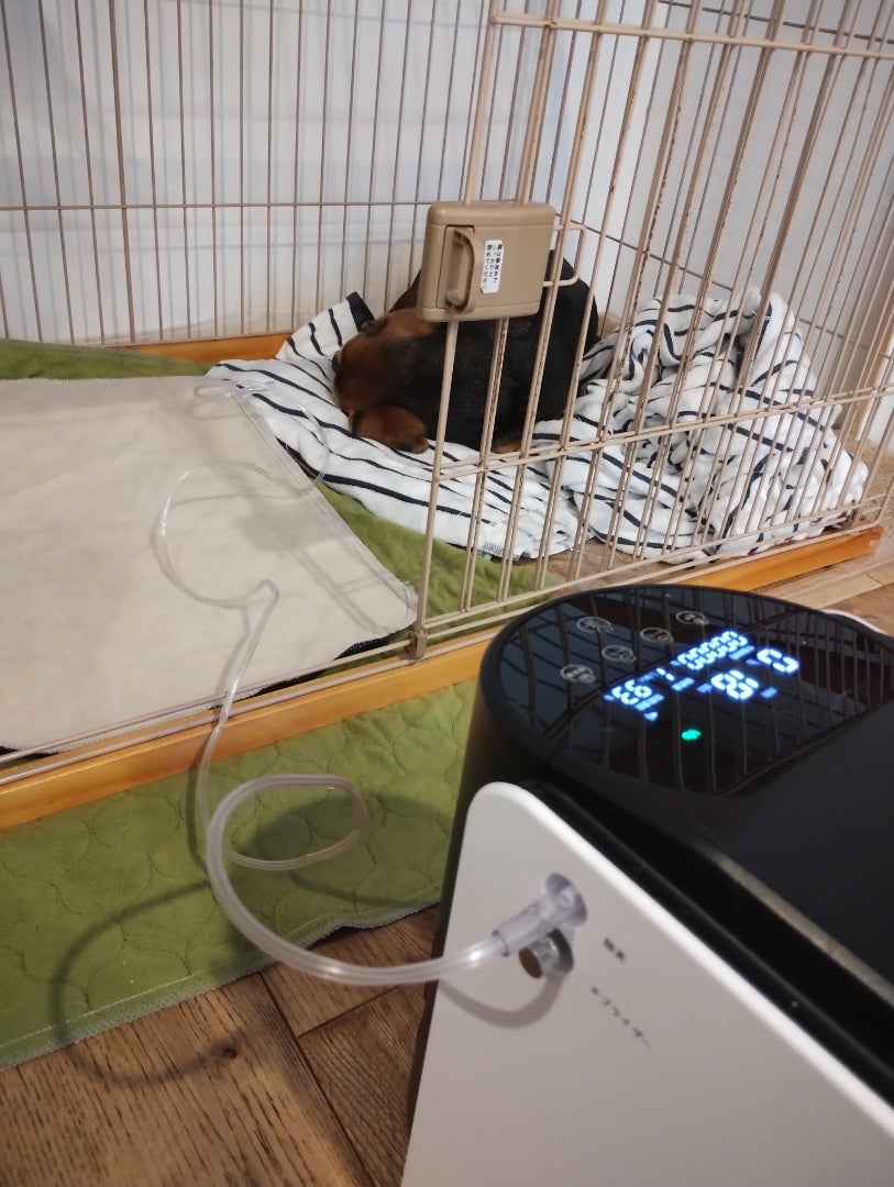 犬の酸素室づくりに挑戦⚓(゚д゚)楽天市場で⚡【酸素発生器】を 犬の酸素室づくりに挑戦⚓(゚д゚)楽天市場で⚡【酸素発生器】を