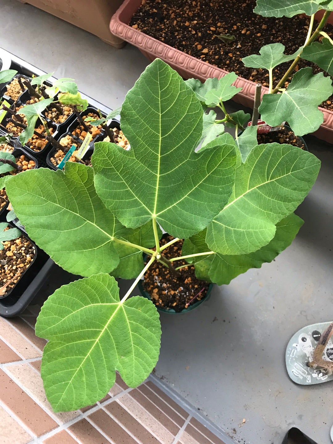 いちじく挿し木の現状 LSUシリーズ、キウイなど | 野菜生活2025 いちじく挿し木の現状 LSUシリーズ、キウイなど | 野菜生活2025