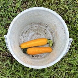 画像 今日は大豆の種蒔き　　6月21日 の記事より 3つ目