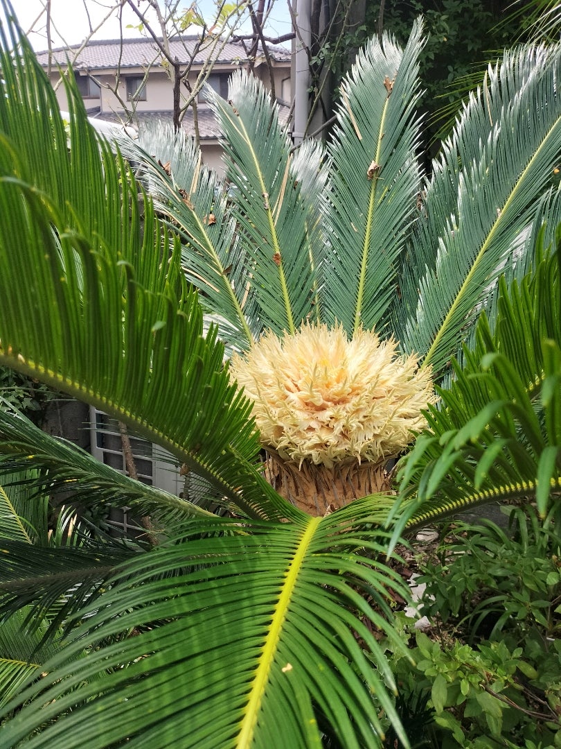 ソテツの花の新着記事|アメーバブログ(アメブロ) ソテツの花の新着記事|アメーバブログ(アメブロ)