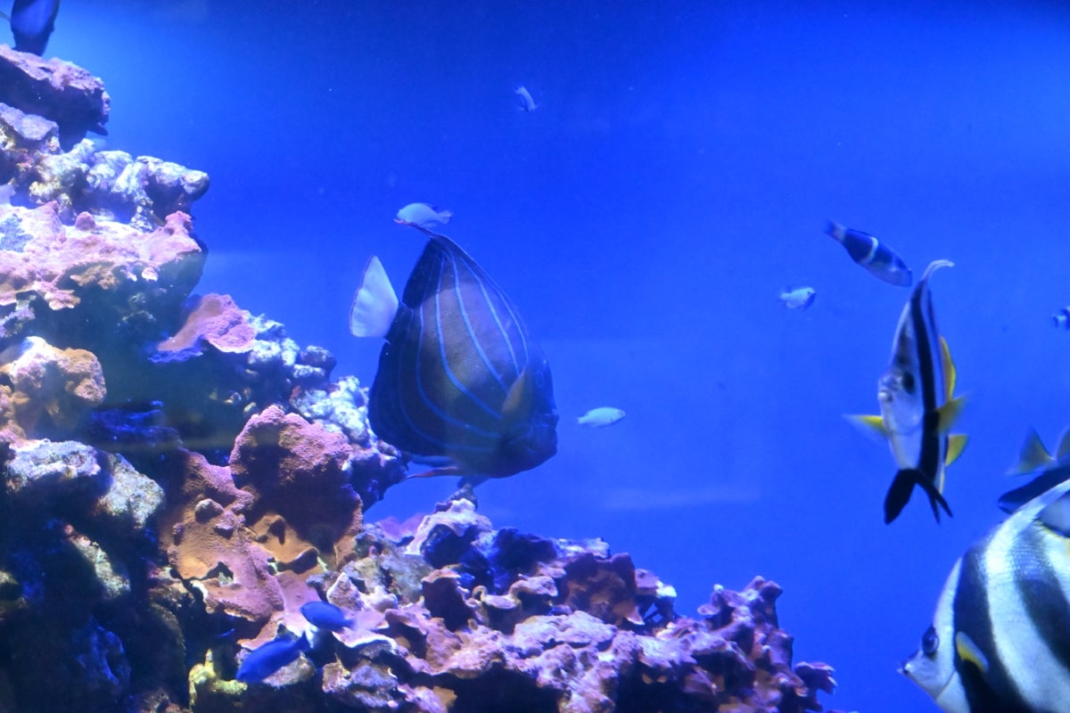 鳥羽水族館@6月26日(20)コーラルリーフダイビング 鳥羽水族館@6月26日(20)コーラルリーフダイビング