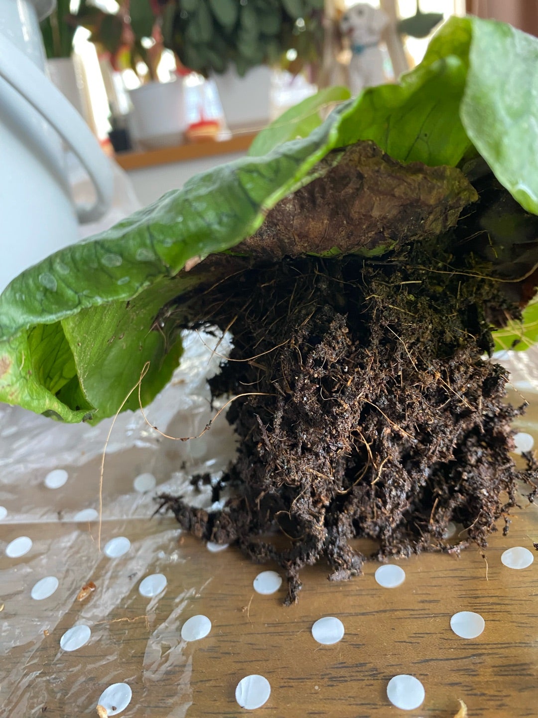 ビカクシダ グランデの板付け | grow plants 〜いつも一緒に〜 ビカクシダ グランデの板付け | grow plants 〜いつも一緒に〜