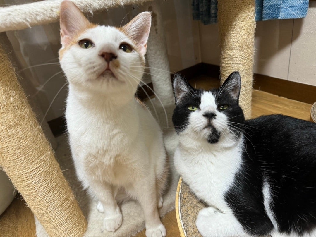 他人（猫）なのに、そっくり！？ | NPO法人ねこけん Official
