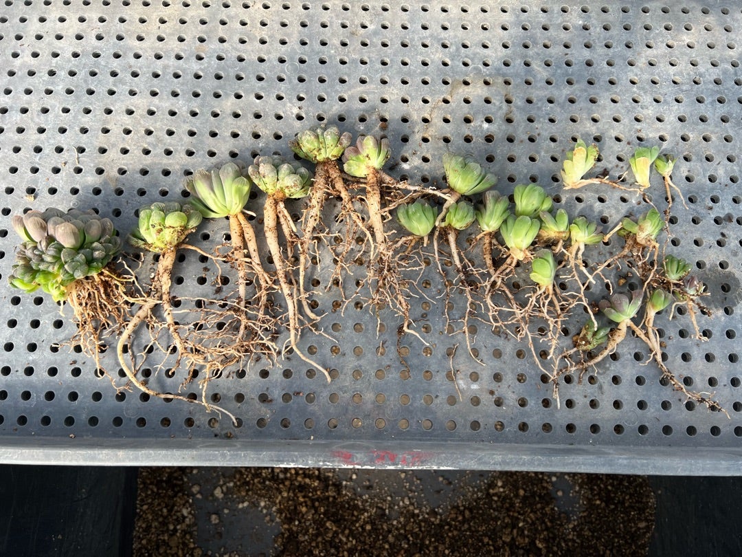 ハオルチア解体&植替え | tama.多肉日記 ハオルチア解体&植替え | tama.多肉日記