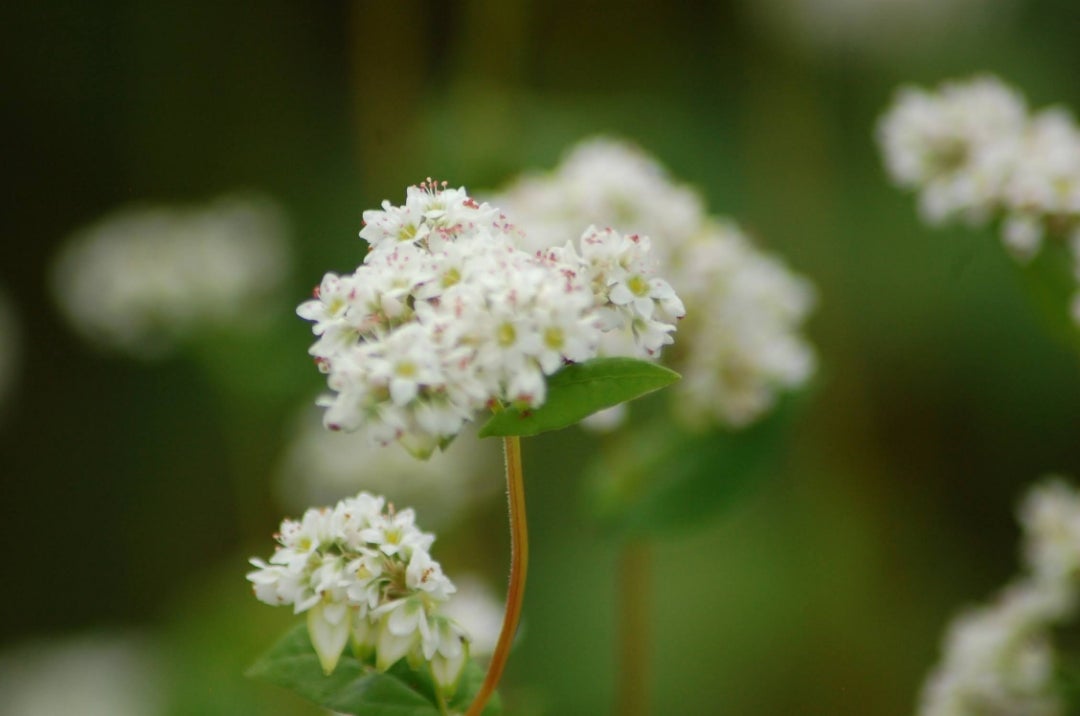 蕎麦の花(白蕎麦と赤蕎麦 高嶺ルビー) etc… | にゃんだふるらいふ 蕎麦の花(白蕎麦と赤蕎麦 高嶺ルビー) etc… | にゃんだふるらいふ