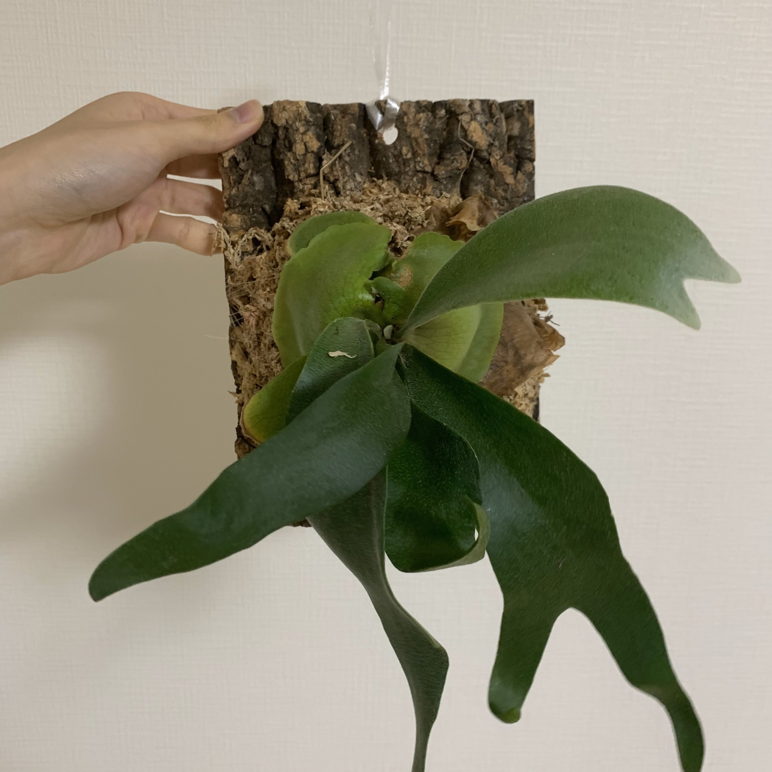 ビカクシダ フーンシキ 成長日記① | ぴよと植物 ビカクシダ フーンシキ 成長日記① | ぴよと植物