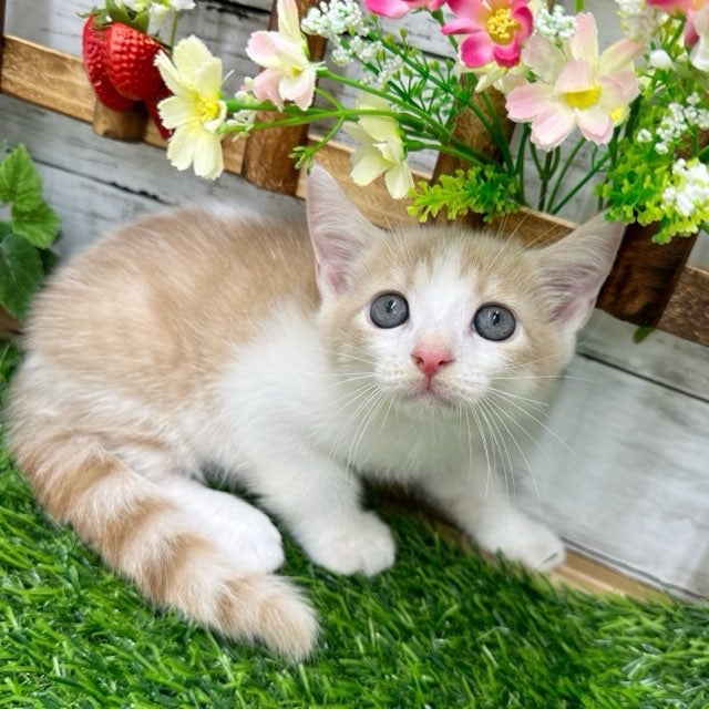 ねこちゃん新入舎情報②♫ | かねだい 所沢店のブログ ねこちゃん新入舎情報②♫ | かねだい 所沢店のブログ