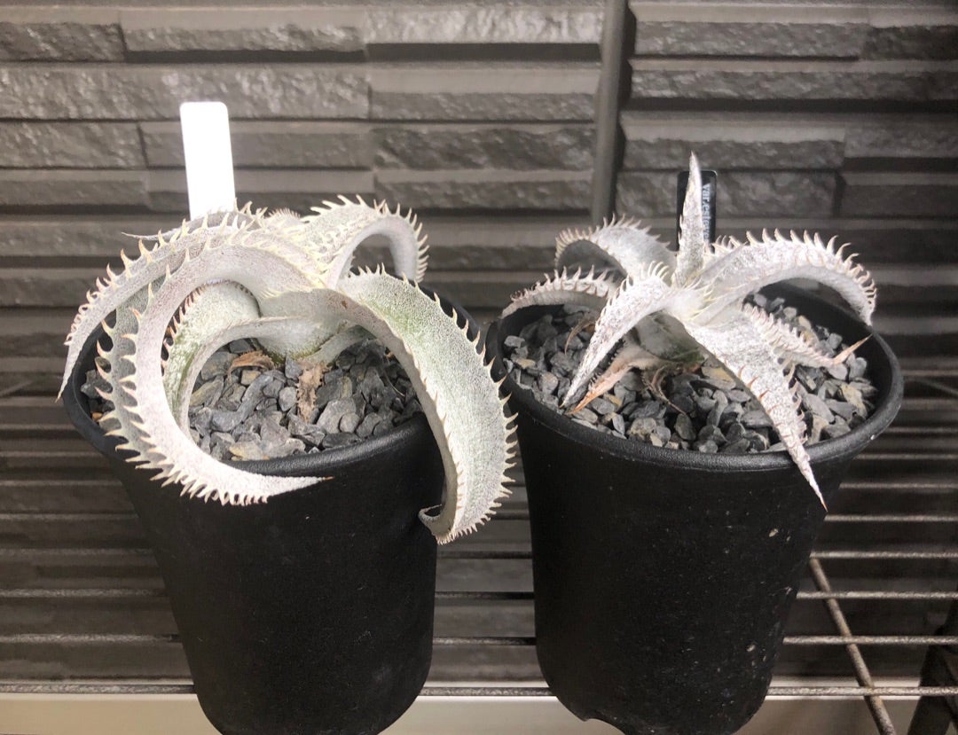 dyckia 人気記事(一般)|アメーバブログ(アメブロ) dyckia 人気記事(一般)|アメーバブログ(アメブロ)