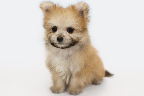 デザイン犬『マルニアン』 2024年8月15日生まれ | 愛犬 デザイン犬『マルニアン』 2024年8月15日生まれ | 愛犬