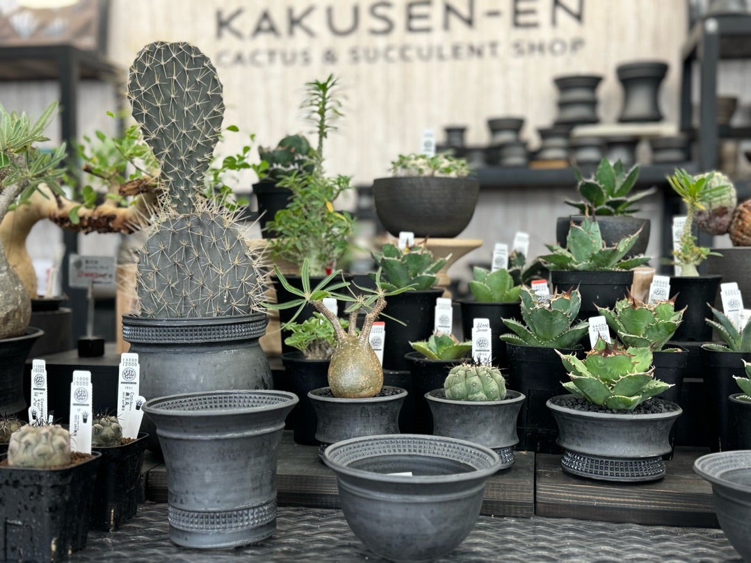 鶴仙園池袋店入荷情報‼️2024/10/20 | 鶴仙園 Official Blog 鶴仙園池袋店入荷情報‼️2024/10/20 | 鶴仙園 Official Blog